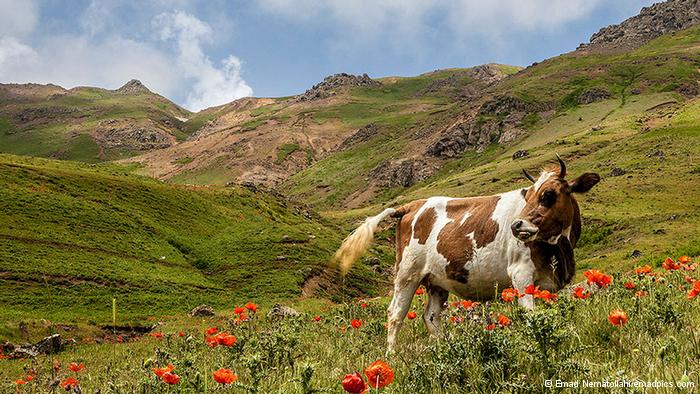 ایران،عکاسی،عکاسی از ایران ایران،عکاسی،عکاسی از ایران