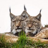 animal-wildlife-photography-marina-cano-10