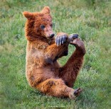 animal-wildlife-photography-marina-cano-11