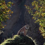 animal-wildlife-photography-marina-cano-12