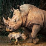 animal-wildlife-photography-marina-cano-14