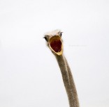 animal-wildlife-photography-marina-cano-15