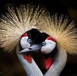 animal-wildlife-photography-marina-cano-16