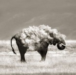 animal-wildlife-photography-marina-cano-17