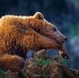 animal-wildlife-photography-marina-cano-2