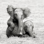 animal-wildlife-photography-marina-cano-21