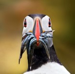animal-wildlife-photography-marina-cano-22