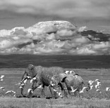 animal-wildlife-photography-marina-cano-27