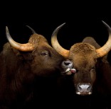 animal-wildlife-photography-marina-cano-29