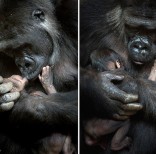 animal-wildlife-photography-marina-cano-3