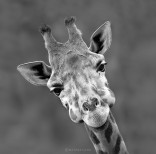 animal-wildlife-photography-marina-cano-31