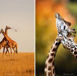 animal-wildlife-photography-marina-cano-4