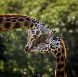 animal-wildlife-photography-marina-cano-6