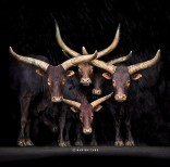 animal-wildlife-photography-marina-cano-8