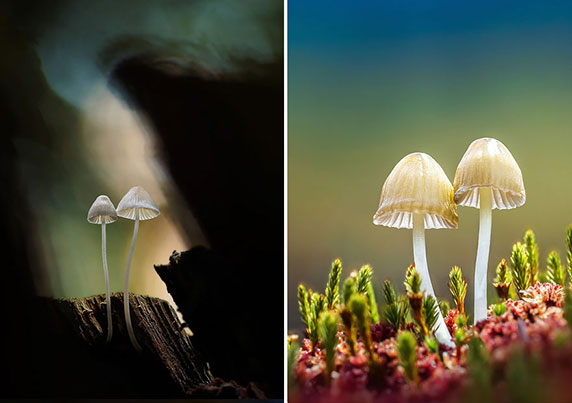 عکاسی ماکرو از قارچ‌ها توسط مارتین فیستر