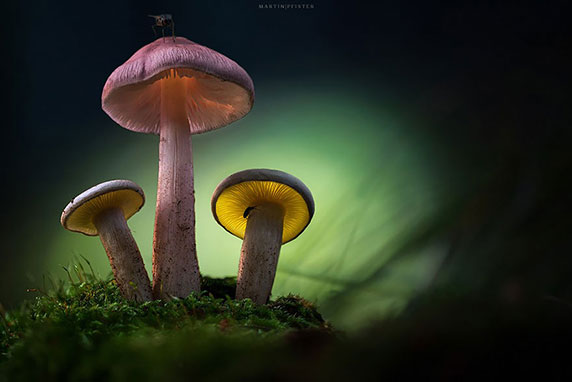 عکاسی ماکرو از قارچ‌ها توسط مارتین فیستر