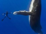 diver-whale-high-five-perfect-timing-(1)