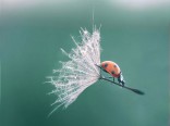 ladybug-dandelion-perfect-timing