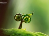 praying-mantis-bike