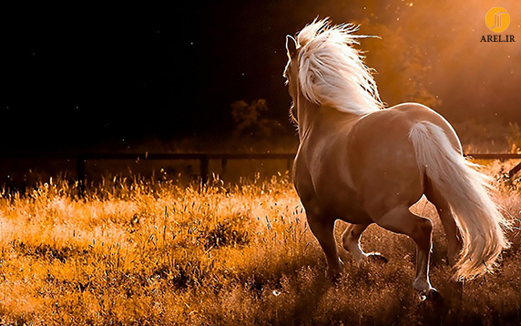 دیافراگم آرل: در دنیای پرشکوه اسب‌های وحشی 
