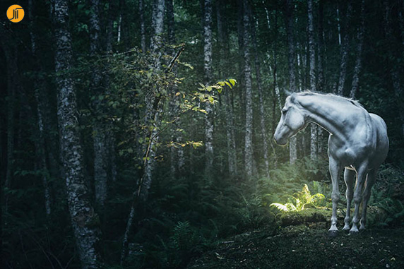 دیافراگم آرل: در دنیای پرشکوه اسب‌های وحشی 