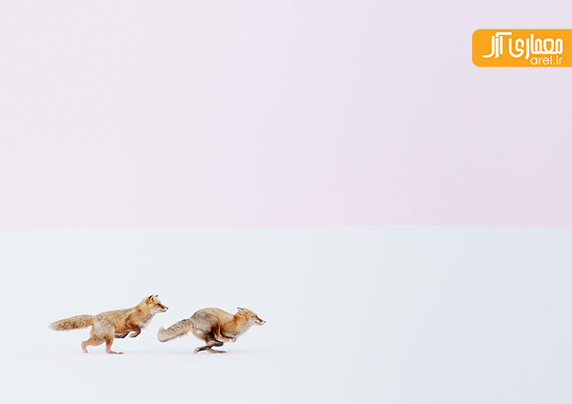 یک شنبه عکاسی: تصاویر منتخب National Geographic در سال 2016 یک شنبه عکاسی: تصاویر منتخب National Geographic در سال 2016