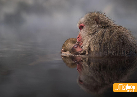 یک شنبه عکاسی: تصاویر منتخب National Geographic در سال 2016 یک شنبه عکاسی: تصاویر منتخب National Geographic در سال 2016