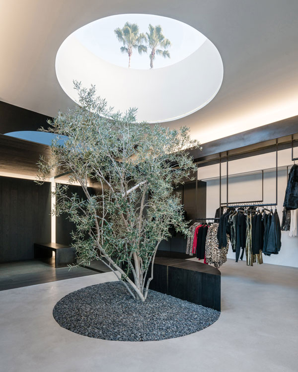 درخت زیتون وسط فروشگاه لباس در لس آنجلس